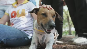 Maus-tratos a animais viram o 2º tipo de denúncia mais comum no Ceará, atrás apenas do tráfico de drogas