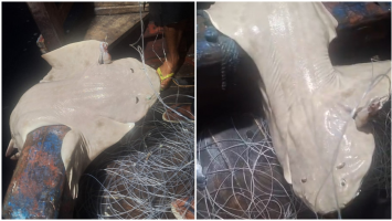 Vídeo: pescadores encontram espécie rara de tubarão-anjo no litoral cearense