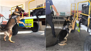 Quatro suspeitos são presos com mais de 70 kg da droga skunk no Aeroporto de Fortaleza