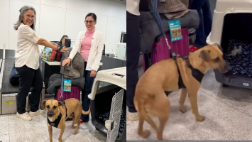 Vira-lata caramelo de Fortaleza que morava na rua é adotado e se muda para a Suíça