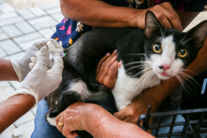 Fortaleza terá Dia D de vacinação contra raiva em cães e gatos neste sábado; confira locais