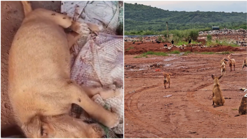 Aterro sanitário tem dezenas de cachorros em situação de abandono no interior do Ceará