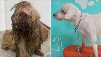 Cão Scooby: Justiça confirma decisão e ex-tutora terá de pagar indenização de R$ 7 mil a animal resgatado com 3 kg de sujeira