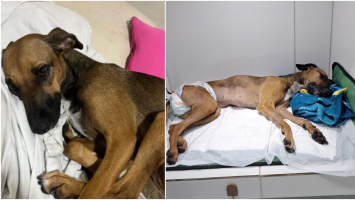 Cadela morre após ser agredida dentro de apartamento, em condomínio na Grande Fortaleza