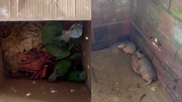 Traficante de animais silvestres é autuado por oferecer aves e tatus em grupo de WhatsApp no Ceará