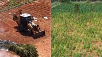 Proprietário da fazenda, motorista, advogado pernambucano: quem são os denunciados por plantação de 290 mil pés de maconha no CE