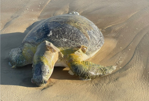 Tartaruga é encontrada morta na praia do Porto das Dunas, no Ceará